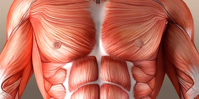 pectorales definidos